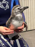 すみだ水族館に投稿された画像（2026/7/11）