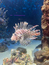 下田海中水族館に投稿された画像（2026/7/11）