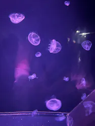 下田海中水族館に投稿された画像（2026/7/11）