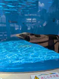 サンシャイン水族館に投稿された画像（2026/7/11）
