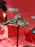 特別展「いきもの超ワールド展　国立科学博物館×ダーウィンが来た！」（国立科学博物館）に投稿された画像（2026/7/11）