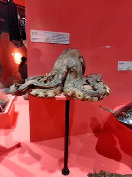 特別展「いきもの超ワールド展　国立科学博物館×ダーウィンが来た！」（国立科学博物館）に投稿された画像（2026/7/11）