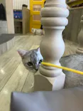 猫カフェモカ 京都河原町店に投稿された画像（2026/7/11）