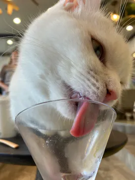 猫カフェモカ 京都河原町店に投稿された画像（2026/7/11）