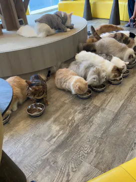猫カフェモカ 京都河原町店に投稿された画像（2026/7/11）