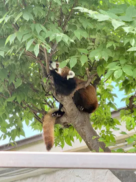 天王寺動物園に投稿された画像（2026/7/11）