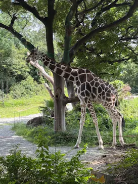 天王寺動物園に投稿された画像（2026/7/11）