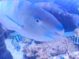 くしろ水族館ぷくぷくに投稿された画像（2026/7/11）