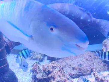 くしろ水族館ぷくぷくに投稿された画像（2026/7/11）