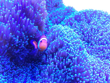 くしろ水族館ぷくぷくに投稿された画像（2026/7/11）