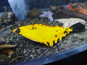 くしろ水族館ぷくぷくに投稿された画像（2026/7/11）