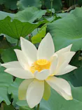 安城産業文化公園デンパークに投稿された画像（2026/7/11）