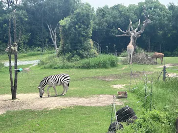 天王寺動物園に投稿された画像（2026/7/11）