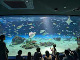 サンシャイン水族館に投稿された画像（2026/7/11）