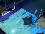 サンシャイン水族館に投稿された画像（2026/7/11）