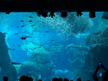 新江ノ島水族館に投稿された画像（2026/7/11）