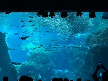 新江ノ島水族館に投稿された画像（2026/7/11）