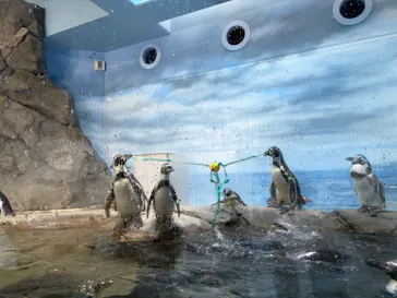 新江ノ島水族館に投稿された画像（2026/7/11）