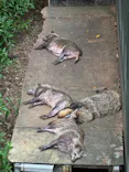 名古屋市東山動植物園に投稿された画像（2026/7/11）