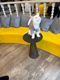 猫カフェモカ 京都河原町店に投稿された画像（2026/7/11）