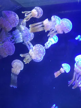 名古屋港水族館に投稿された画像（2026/7/11）