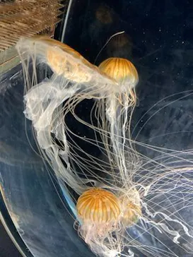 名古屋港水族館に投稿された画像（2026/7/11）