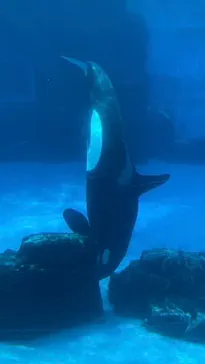 名古屋港水族館に投稿された画像（2026/7/11）