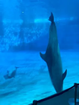名古屋港水族館に投稿された画像（2026/7/11）
