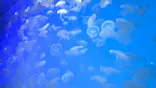 アクアワールド茨城県大洗水族館に投稿された画像（2026/7/11）