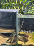 カワスイ 川崎⽔族館に投稿された画像（2026/7/12）