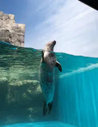 アクアワールド茨城県大洗水族館に投稿された画像（2026/7/12）