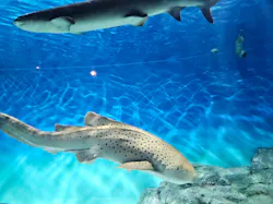 アクアワールド茨城県大洗水族館に投稿された画像（2026/7/12）