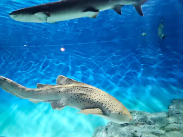 アクアワールド茨城県大洗水族館に投稿された画像（2026/7/12）