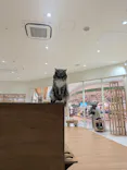 Cat Café MOFF イオンモール広島府中店に投稿された画像（2026/7/12）