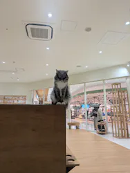 Cat Café MOFF イオンモール広島府中店に投稿された画像（2026/7/12）