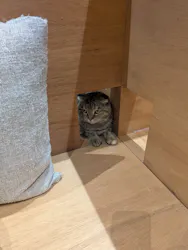 Cat Café MOFF イオンモール広島府中店に投稿された画像（2026/7/12）