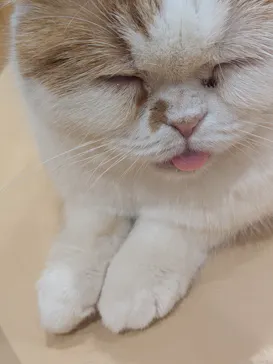 Cat Café MOFF イオンモール広島府中店に投稿された画像（2026/7/12）
