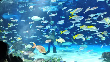 サンシャイン水族館に投稿された画像（2026/7/12）