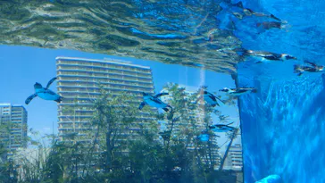 サンシャイン水族館に投稿された画像（2026/7/12）