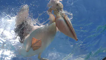 サンシャイン水族館に投稿された画像（2026/7/12）