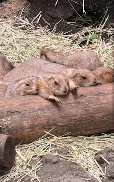 恩賜上野動物園に投稿された画像（2026/7/12）