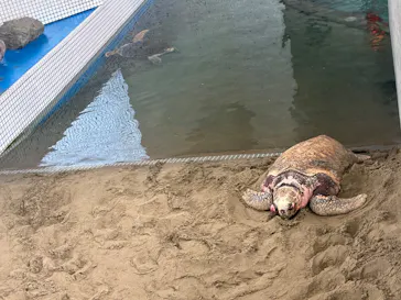 名古屋港水族館に投稿された画像（2026/7/12）