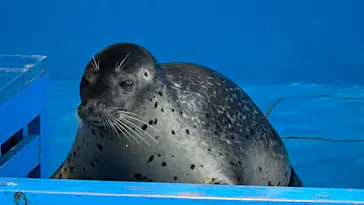 ゼロ距離水族館 伊勢シーパラダイスに投稿された画像（2026/7/12）