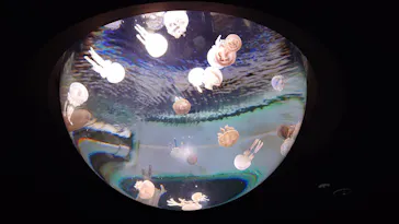 サンシャイン水族館に投稿された画像（2026/7/12）