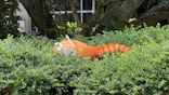 熱川バナナワニ園に投稿された画像（2026/7/12）