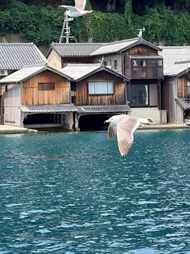 伊根湾めぐり遊覧船に投稿された画像（2026/7/12）