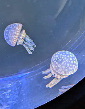 仙台うみの杜水族館に投稿された画像（2026/7/12）