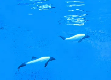 仙台うみの杜水族館に投稿された画像（2026/7/12）