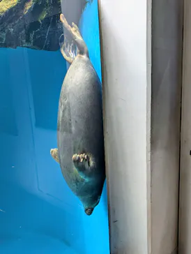仙台うみの杜水族館に投稿された画像（2026/7/12）
