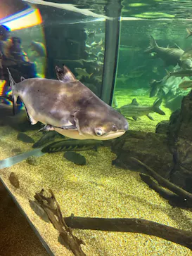 世界淡水魚園水族館　アクア・トトぎふに投稿された画像（2026/7/12）